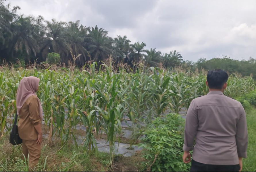 Jagung Hibrida F1 di Batang Kulim dukung Ketahanan Pangan Pkl. Kuras Tumbuh Subur
