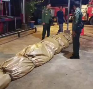Buaya Super Jumbo di Inhil Mati, Isi Perutnya Bikin Terkejut