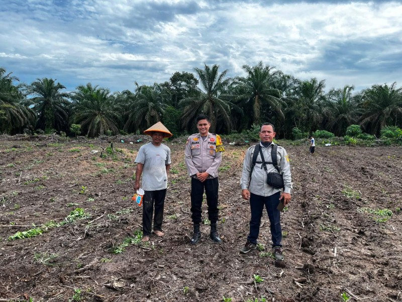 3 Hektare Jagung Pipil Kelompok Tani Maju Bersama Ukui Tumbuh, Polsek Kawal Ketahanan Pangan