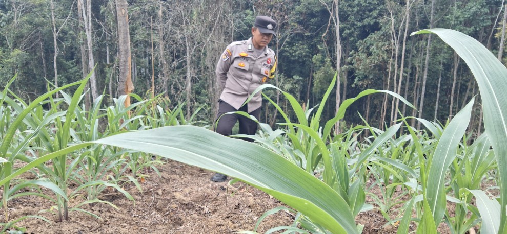 Bhabinkamtibmas Minas Jaya Cek Jagung Pipil Usia 23 Hari di Area Agro Wisata Telago