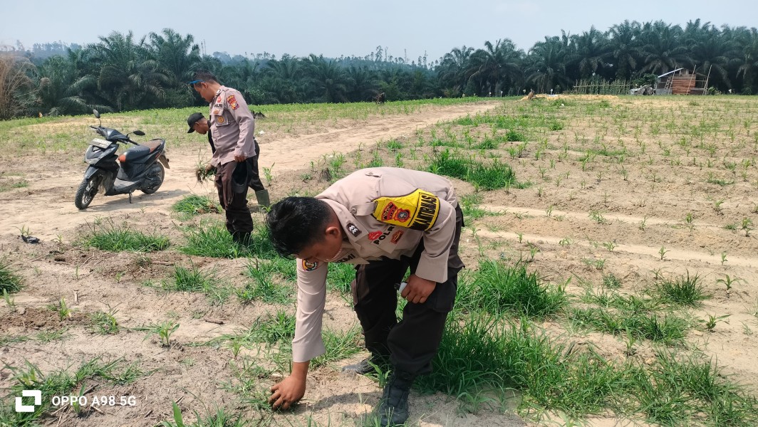 Polsek Minas Pastikan Program Ketahanan Pangan Berjalan, Tanaman Jagung di Rantau Bertuah Mulai Tumbuh Baik Meski Dihadapkan Hama dan Cuaca Ekstrem