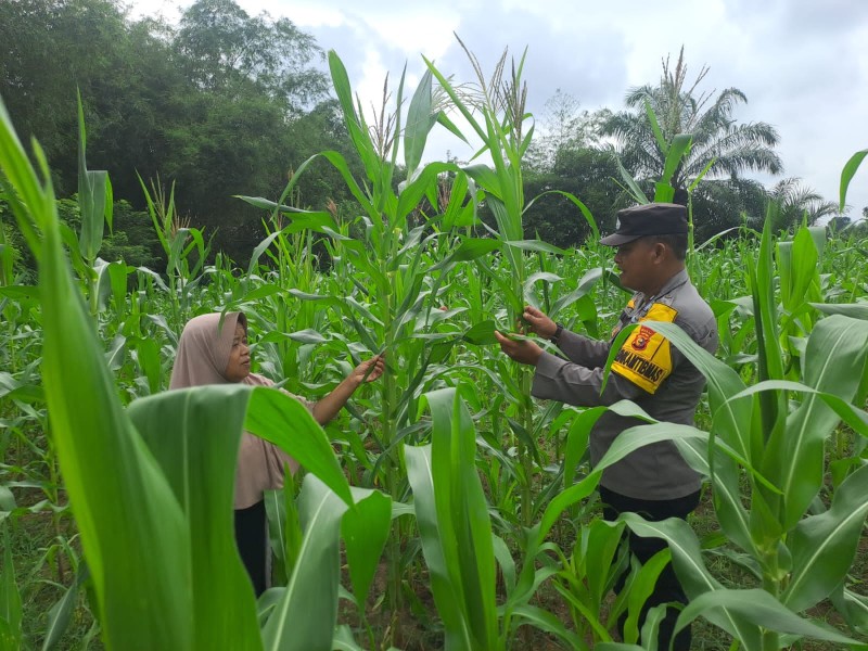 Personel Polsek Bangkinang Barat Terus Laksanakan Pendampingan Terhadap Petani Pemeliharaan Tanaman Jagung
