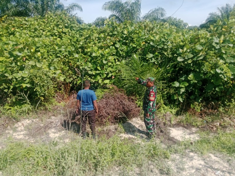 Babinsa Sertu Sugiarto Gelar Patroli Karhutla di Rantau Bertuah, Tidak Ditemukan Titik Api