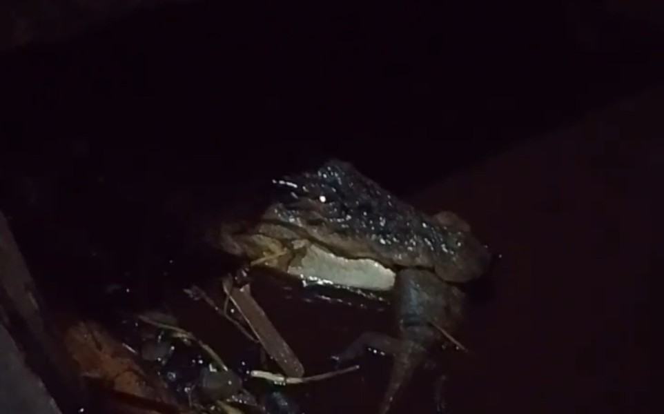 Buaya Tiga Meter Muncul di Sungai Teluk Pinang, Warga Minta Evakuasi Segera