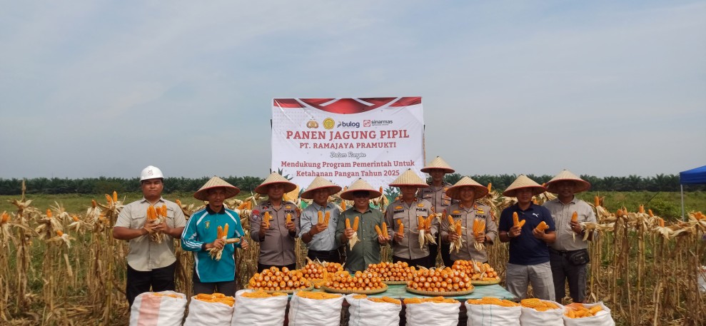 POLSEK TAPUNG DUKUNG PROGRAM KETAHANAN PANGAN NASIONAL, HADIRI PANEN RAYA JAGUNG PT RAMA JAYA PRAMUKTI