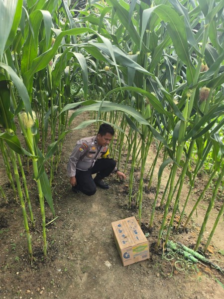Bhabinkamtibmas Polsek Minas Tinjau Pembersihan Lahan Jagung di Minas Barat, Upaya Tingkatkan Hasil Panen