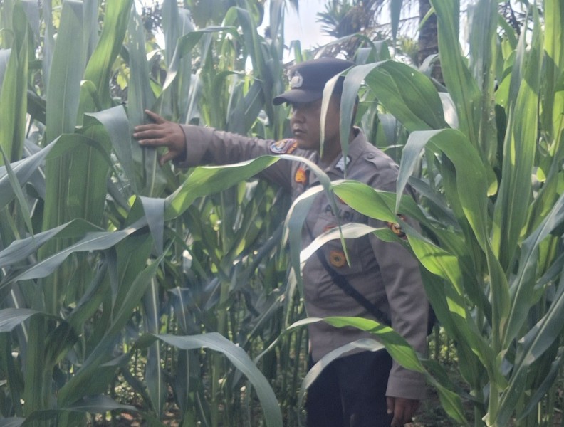 Jagung Ketahanan Pangan di Minas Tumbuh Baik, Polsek Minas Pastikan Perawatan Terus Berjalan