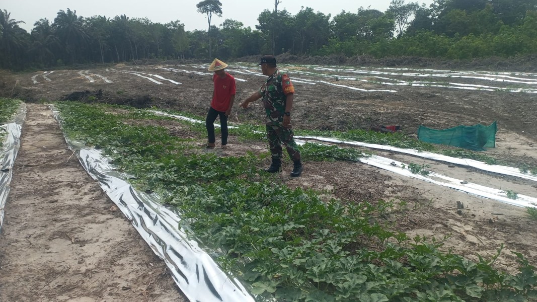 Babinsa Bukit Nenas Dampingi Budidaya Semangka, Dukung Swasembada Pangan