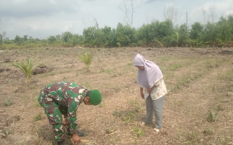 Budidaya Nenas, Babinsa Buluh Kasap Beri Pendampingan ke Warga
