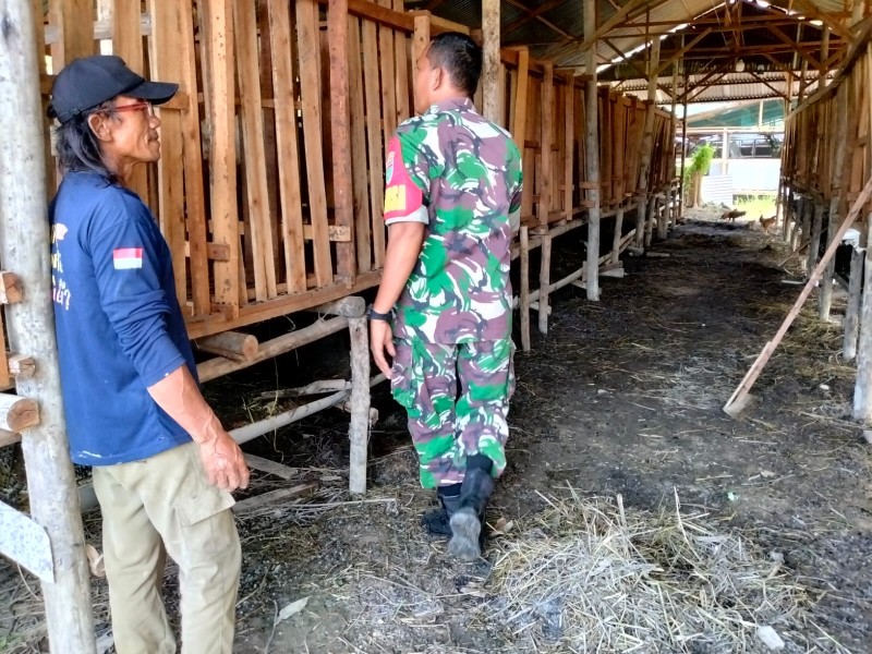 Babinsa Serka A. Pardosi Laksanakan Surveilance PMK di Perawang Barat