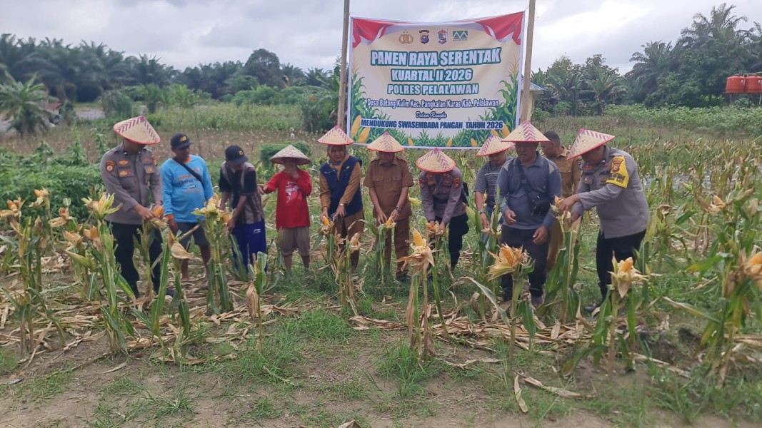 Panen Raya Jagung Polsek Pangkalan Kuras Sukses, Wujud Nyata Dukung Swasembada Pangan Presiden RI
