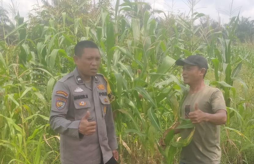Bhabinkamtibmas Kampung Pangkalan Pisang Monitoring Tanaman Jagung Jelang Panen Dukung Ketahanan Pangan