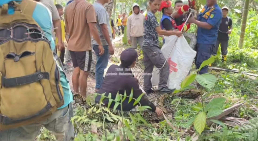 Petugas DPKP Inhil Berhasil Tangkap Ular Sanca 6,2 Meter