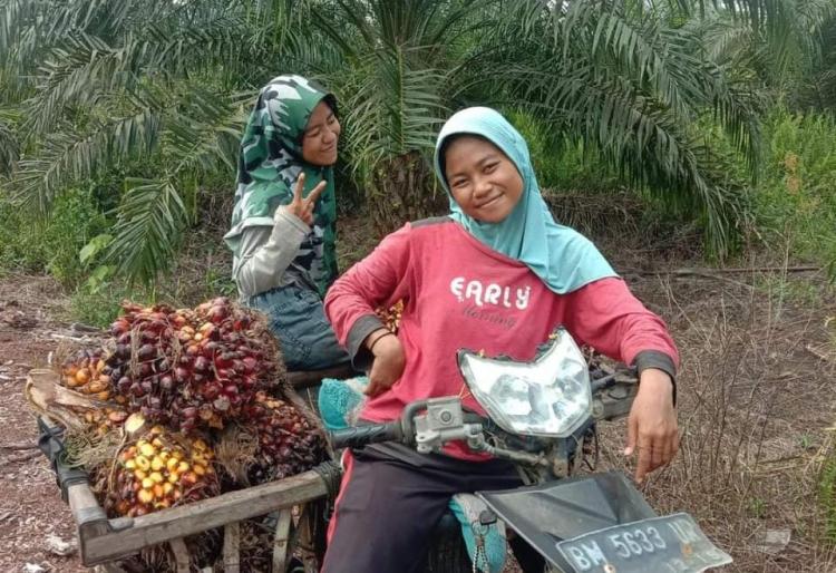 Petani Sawit Senyum Lebar, Harga TBS Kelapa Sawit Mitra Swadaya Riau Naik Lagi