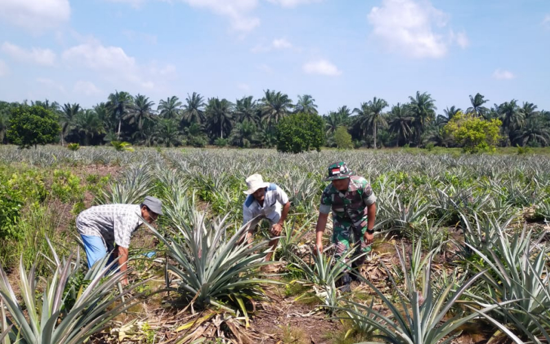 Babinsa Bangsal Aceh Patroli Rutin Sekaligus Karya Nyata Dampingi Petani
