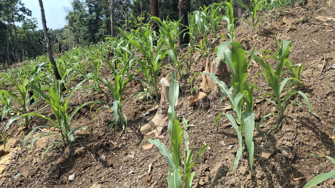 Polsek Minas Pantau Jagung Kuartal II di Agro Wisata Telago, Tanaman Usia 17 Hari Tumbuh Subur