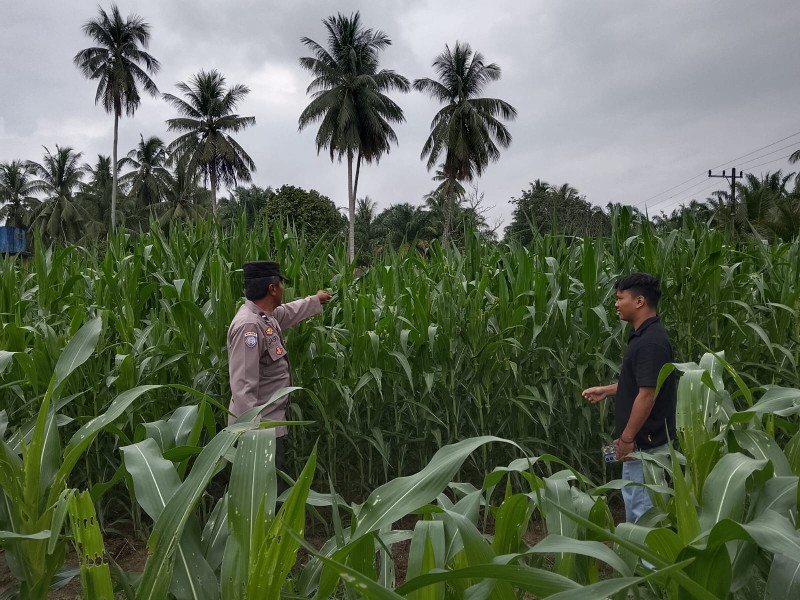 Polsek Cerenti Lakukan Pengecekan Tanaman Jagung di Lahan BUMDes Desa Sikakak, Dukung Swasembada Pangan 2026