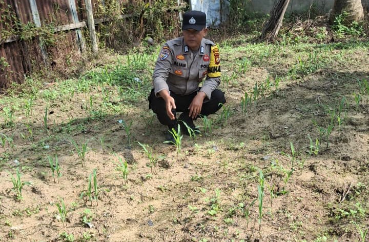 Bhabinkamtibmas Minas Jaya Cek Perkembangan Jagung Program Ketahanan Pangan di Minas