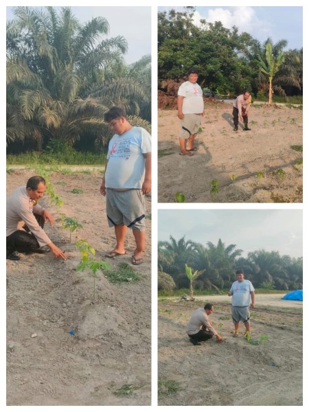 Bhabinkamtibmas Desa Sotol Aktif Kawal Program Ketahanan Pangan, Polsek Langgam Dukung Asta Cita Presiden