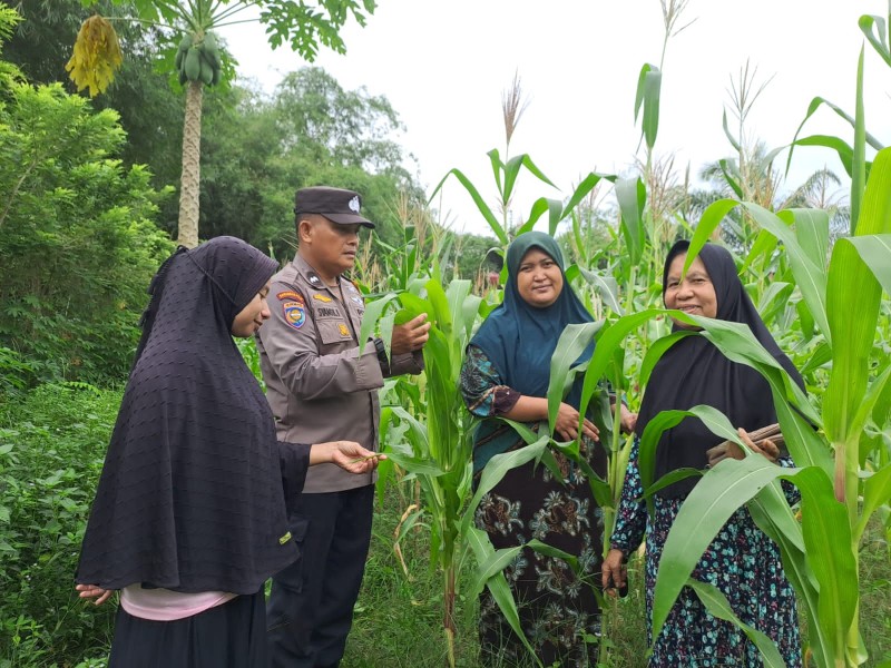 Bhabinkamtibmas Pulau Jambu dan Empat Balai Monitoring Pertumbuhan Jagung Pipil Swadaya Kelompok Tani Wanita Marabuntha