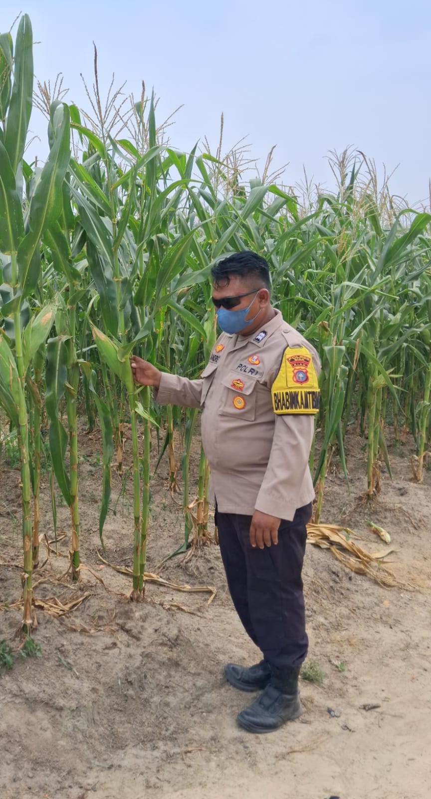 Bhabinkamtibmas Rantau Bertuah Cek Perkembangan Jagung Pipil Usia 76 Hari, Kapolsek Minas: Bukti Dukungan Polri untuk Ketahanan Pangan Nasional