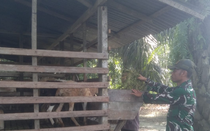 Babinsa Gelar Komsos dan Sosialisasikan PMK di Peternakan Tanjung Penyebal