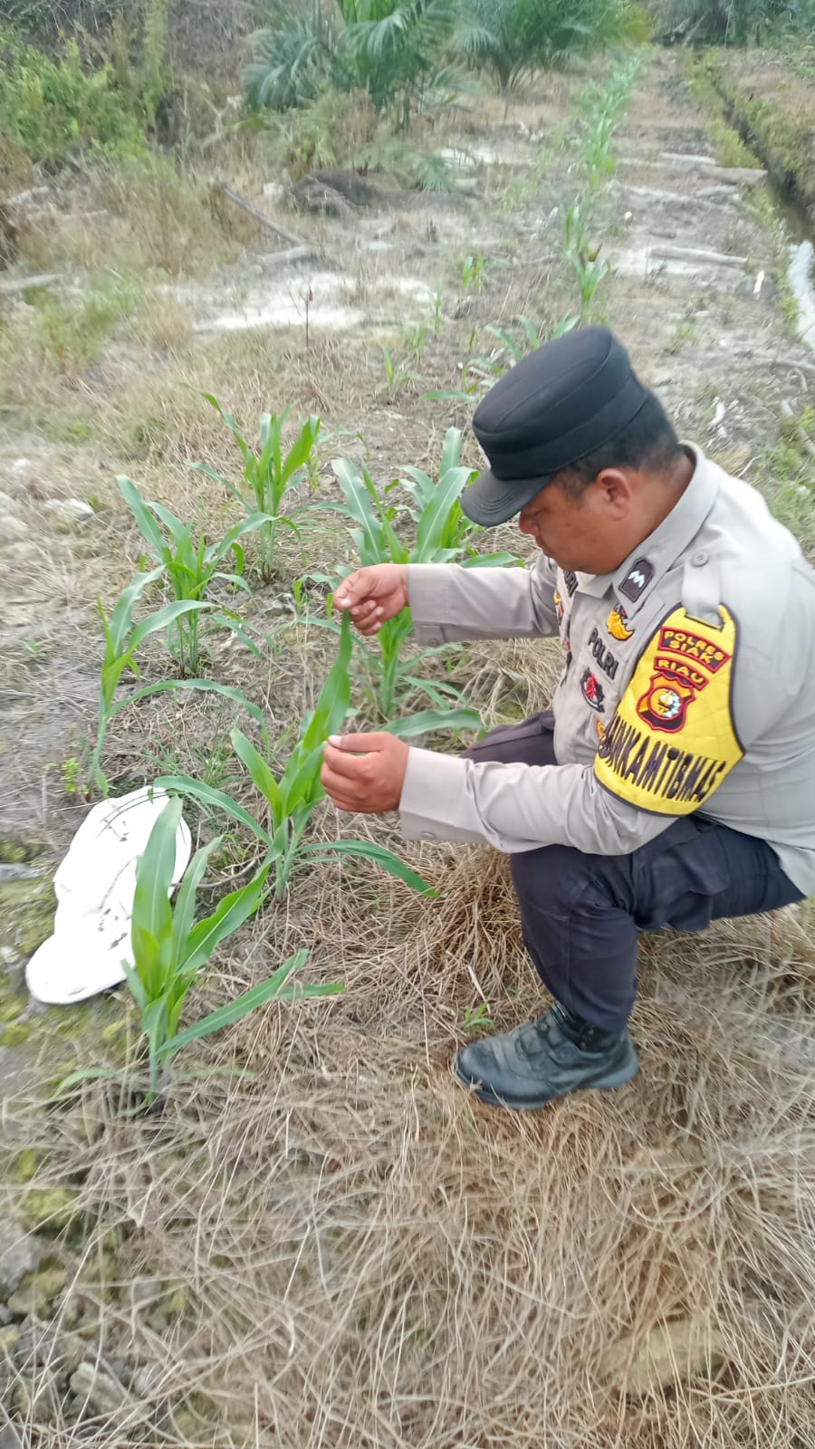 Polsek Minas Cek Perkembangan Jagung Program Ketahanan Pangan, Kapolsek: Komitmen Dukung Swasembada Pangan Nasional