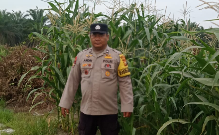 Polsek Minas Cek Perkembangan Jagung Pipil Usia 69 Hari di Mandiangin, Terkendala Hama Monyet
