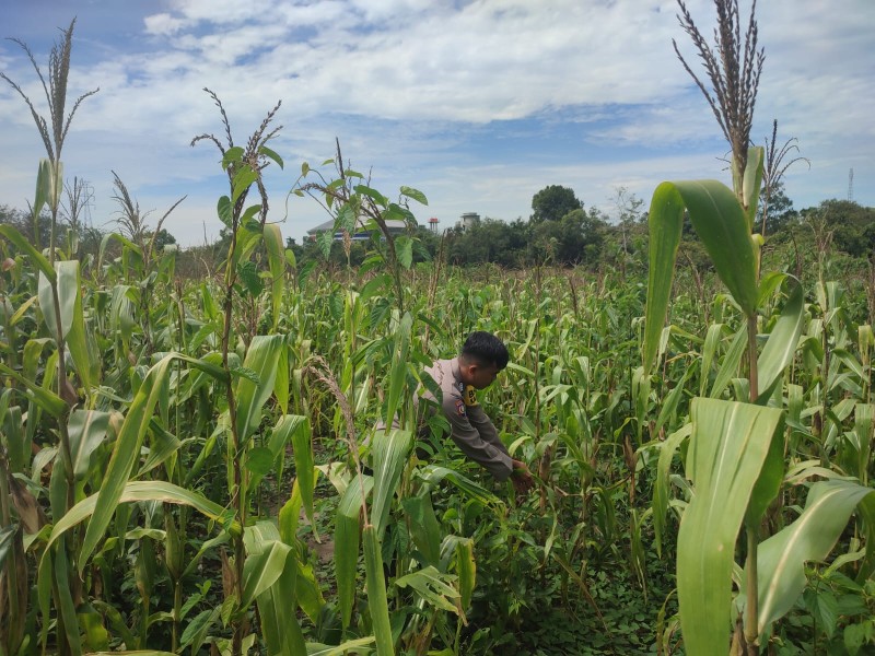 Tingkatkan Ketahan Pangan, Personel Polsek Bangkinang Barat Rutin Cek Perkembangan Jagung Wilayah Hukumnya