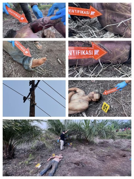 Hendak Curi Kabel, Pria Ditemukan Tewas di Kebun Sawit Lubuk Ogong, Polisi Buru Temannya