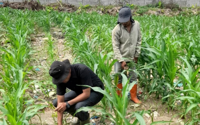 Komitmen Dukung Program Nasional, Polsek KSKP Dumai Cek Pertumbuhan Jagung dan Kendalikan Gulma