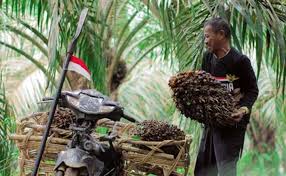 Harga TBS Plasma Riau September Turun, Petani Terima Rp3.679 per Kg