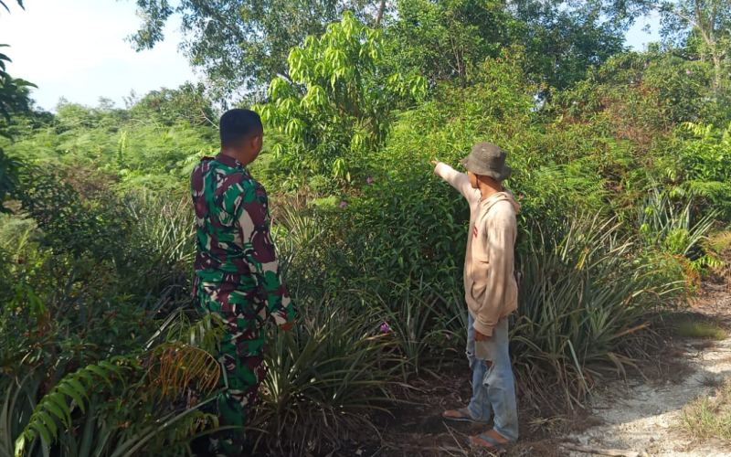 Babinsa Bagan Keladi Laksanakan Patroli Karhutla dan Dampingi Petani Sawi