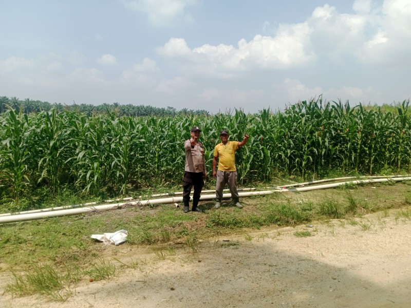 Polsek Bunut Kawal Ketahanan Pangan, Tanaman Jagung di PT Serikat Putra Tumbuh Subur