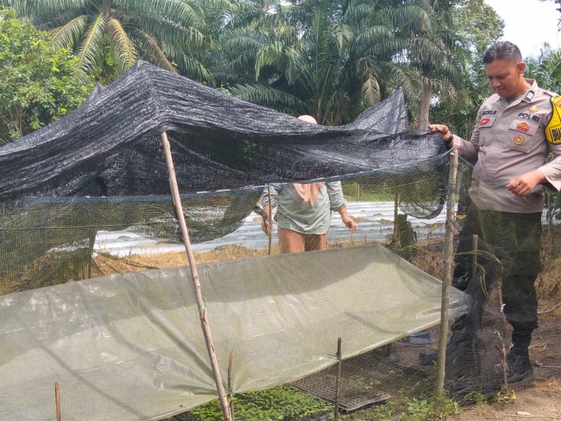 Swasembada Pangan, Polres Inhu Monitoring Pertumbuhan 2.000 Batang Cabe di Pekarangan Warga
