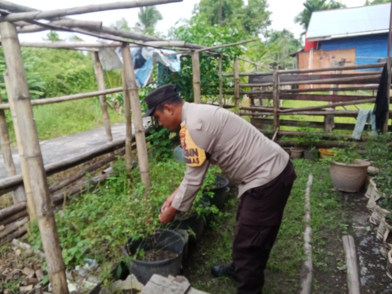 Dukung Swasembada Pangan Nasional Polsek Merbau Sembang Petani Cabe.
