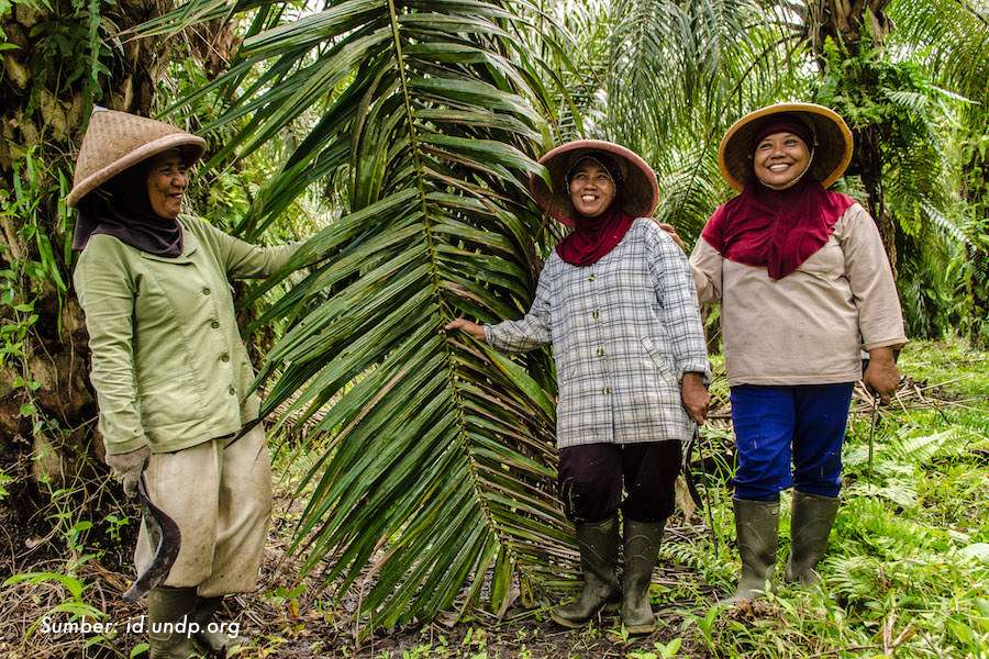 Petani Sawit Senyum Gembira, Harga TBS Sawit Mitra Plasma Tembus Rp3.611 per Kg