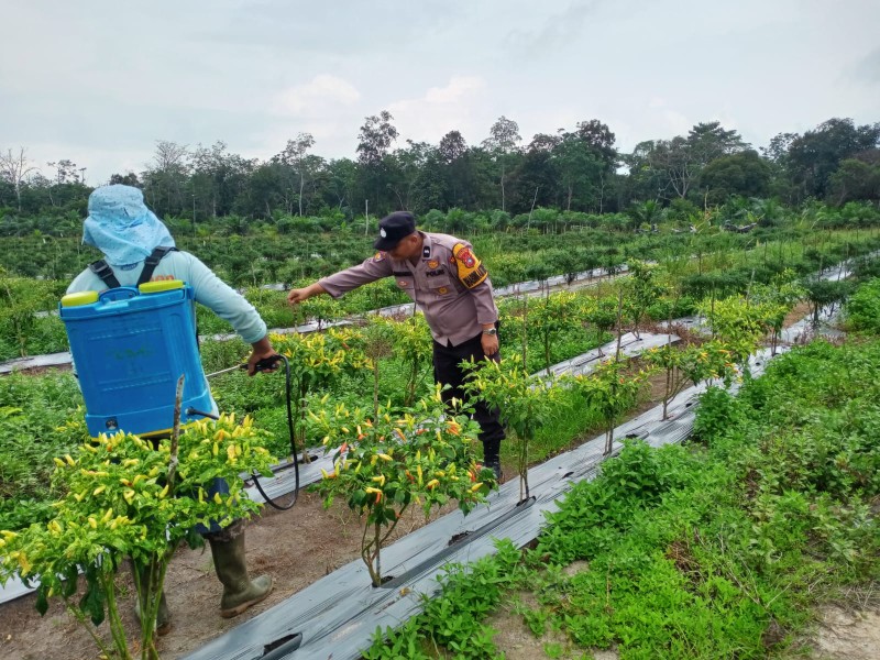 Bhabinkamtibmas Polsek Pasir Penyu Kompak Sambangi Desa Binaan Dukung Ketahanan Pangan