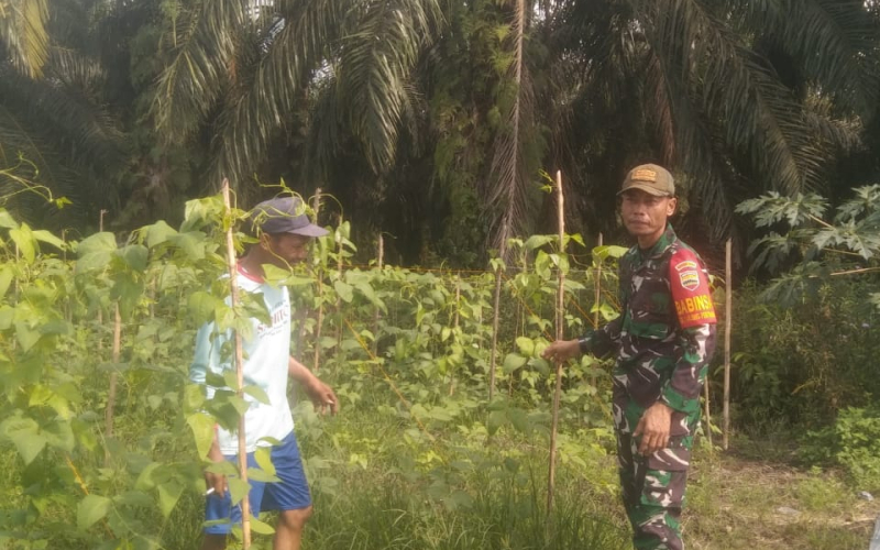 Babinsa Tanjung Penyebal Karya Nyata Pertanian di Kebun Milik Yetno