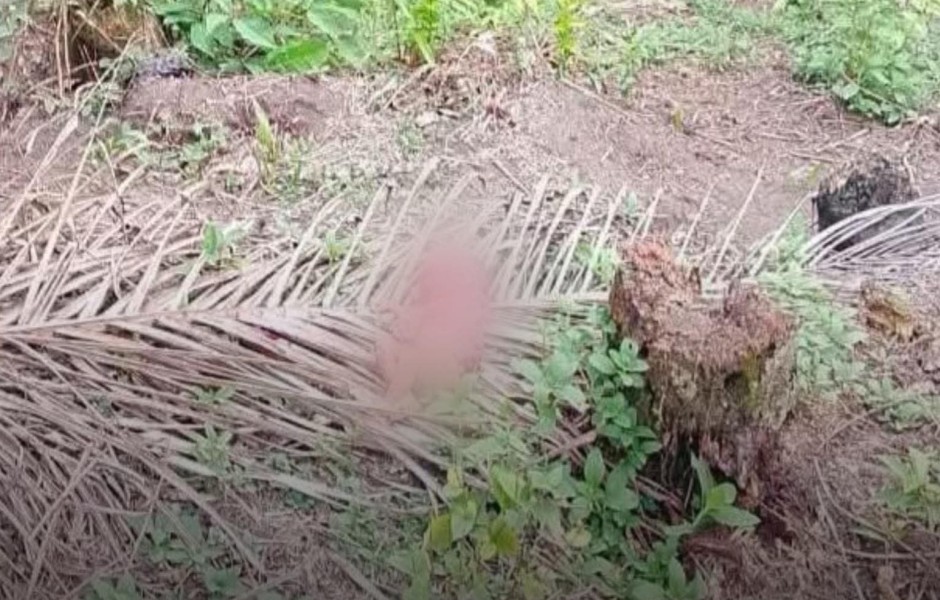 Heboh Penemuan Mayat Bayi Digigit Anjing di Kampar