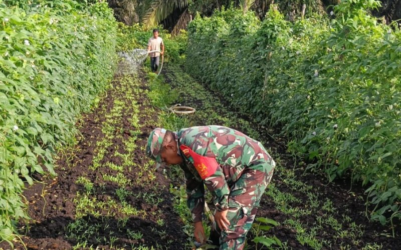 Babinsa Kodim 0320/Dumai Dampingi Warga Rawat Kebun Kacang Panjang di Bukit Kapur