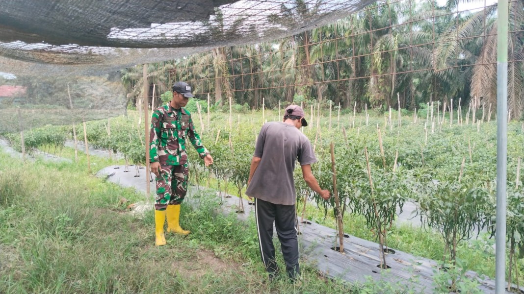 Dorong Ketahanan Pangan, Babinsa Tanjung Penyembal Dampingi Budidaya Cabai Milik Warga
