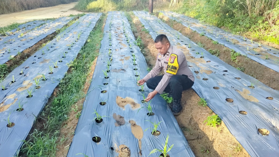 Bhabinkamtibmas Polsek Minas Aipda Reza Cek Perkembangan Jagung Pipil Program Ketahanan Pangan di Minas Timur