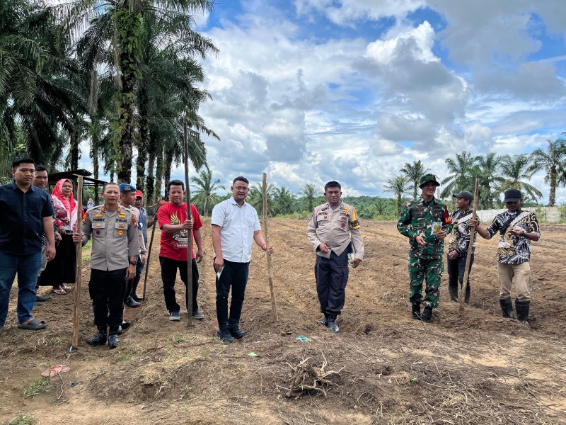 BUMDes Sungai Agung Tanam Jagung, Perkuat Ketahanan Pangan dan Kemandirian Desa