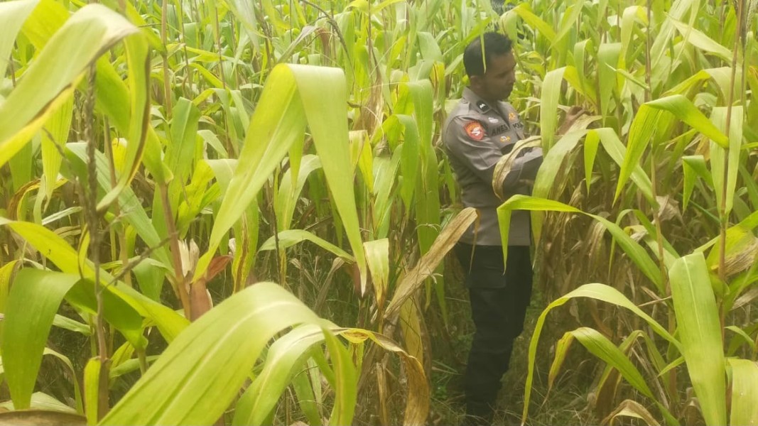 Polsek Koto Gasib Cek Jagung Siap Panen, Perkuat Ketahanan Pangan Nasional di Kabupaten Siak