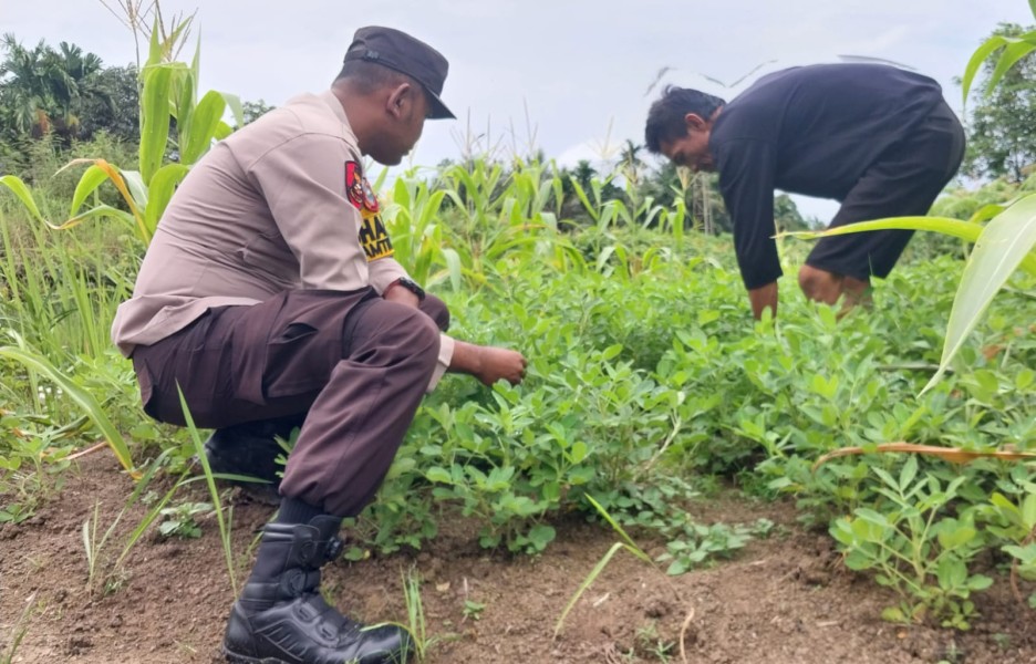 Bhabinkamtibmas Tanjung Baru Dampingi Petani Kacang Tanah