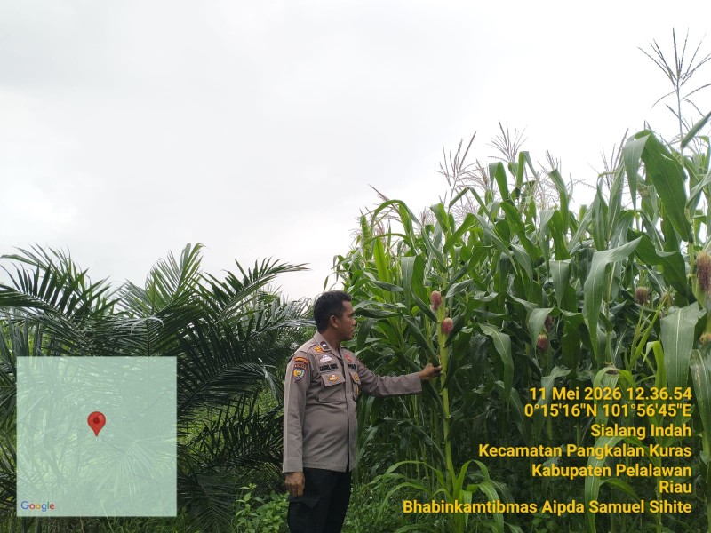 Polsek Pkl Kuras Cek Progres 12 Ha Jagung  Kuartal II dalam rangka swasembada Pangan