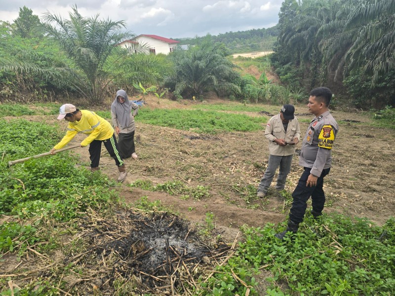 Polisi dan Kelompok Tani Bersihkan Lahan Jagung Pipil di Minas Barat, Dukung Ketahanan Pangan