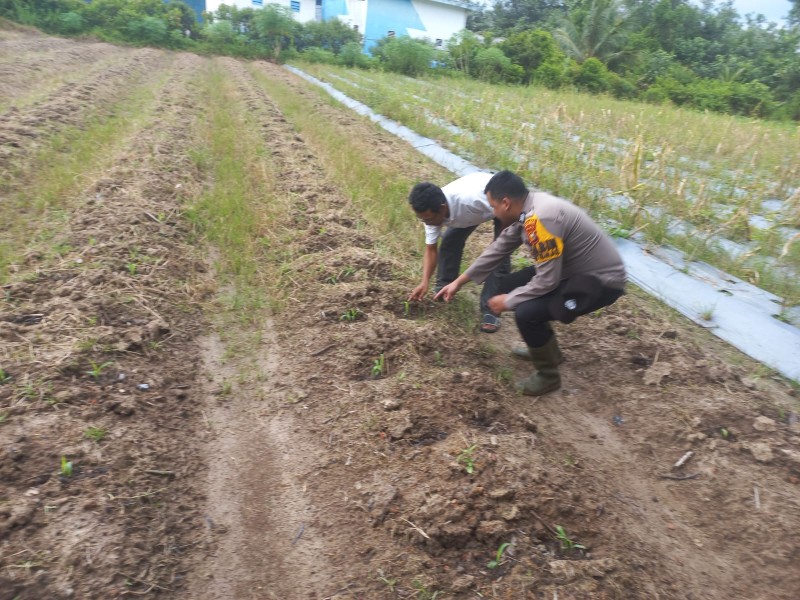 Polsek Tebing Tinggi Barat Dampingi Petani Cabai di Pulau Merbau, Perkuat Program Ketahanan Pangan