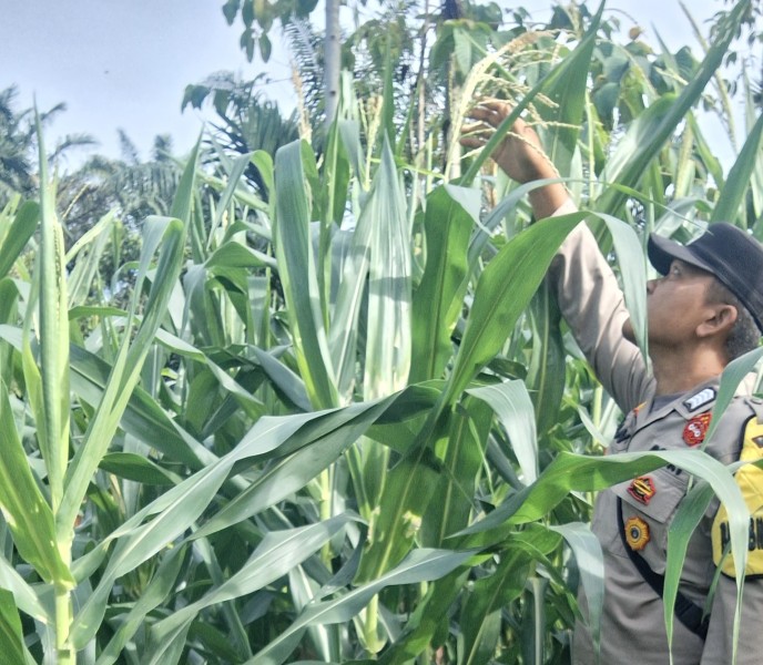 Bhabinkamtibmas Polsek Minas Cek Perkembangan Jagung Program Ketahanan Pangan Nasional, Tanaman Berusia 46 Hari